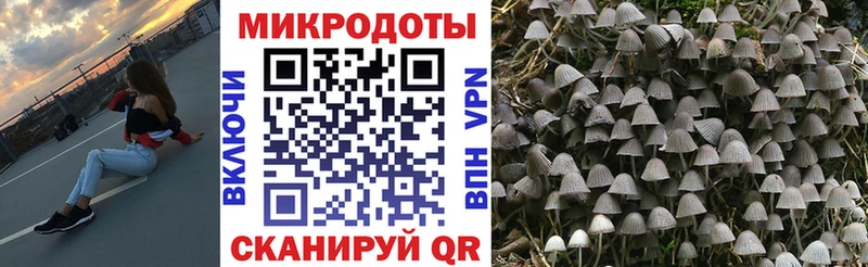 закладки  Пионерский  Галлюциногенные грибы ЛСД 